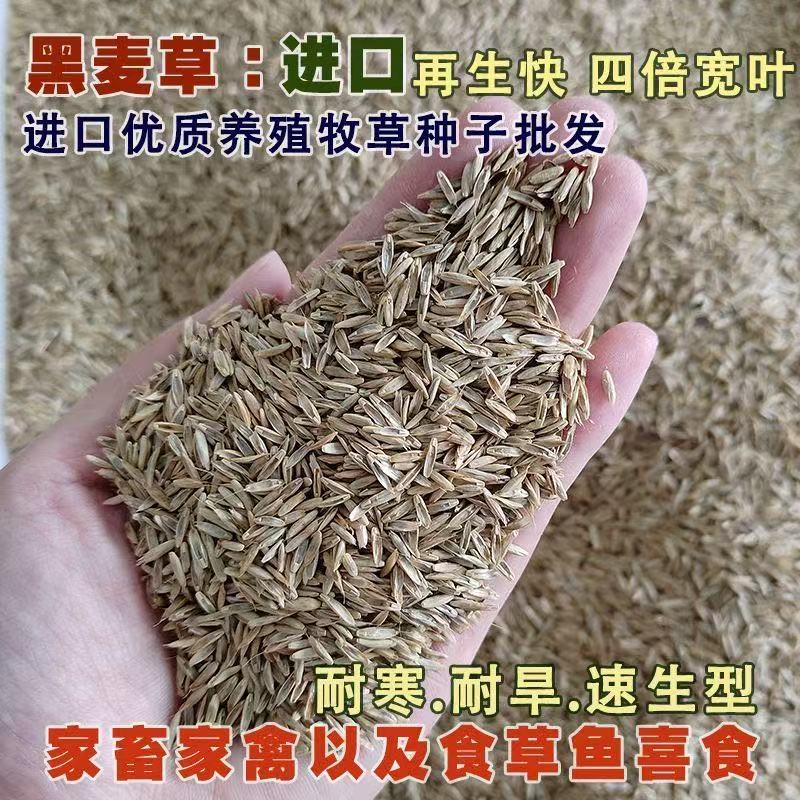 进口耐寒牧草种子多年生黑麦草种子四季常青鸡鸭鹅猪牛羊鱼草种籽