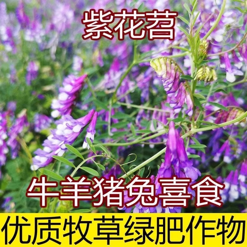 光叶紫花苕种籽苕子种毛苕种子草籽蜜源绿肥种子果园野四季草种子
