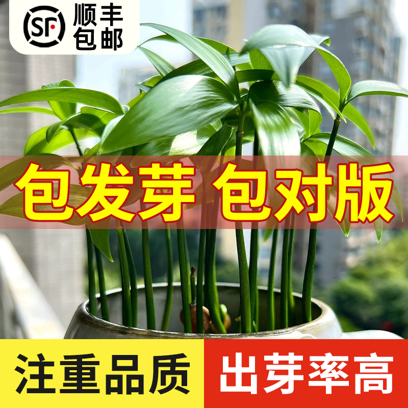 新鲜竹柏种子椰树罗汉柴种子庭院园林绿化观赏包邮