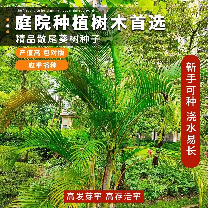 散尾葵种子 客厅室内盆栽绿植花卉盆景绿植种子