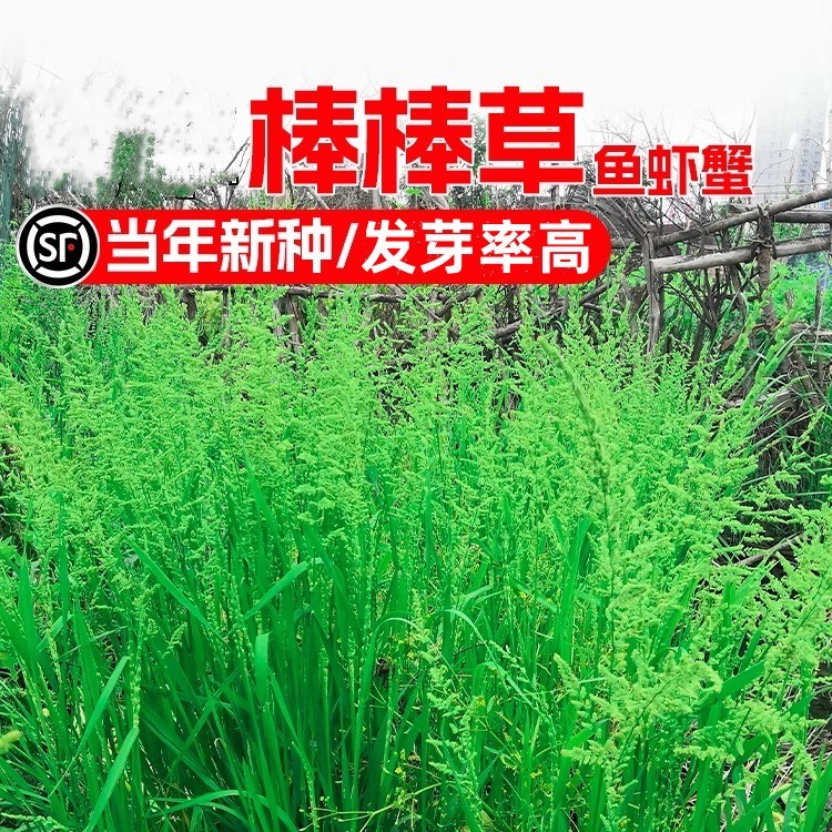 棒棒草籽小龙虾养殖水草苦梗草水稗籽耐寒挺水水草种籽虾塘草