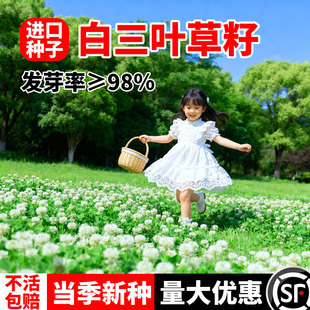 三叶草种子白三叶草籽红三叶草籽四季青草坪四季播种牧草果园绿肥