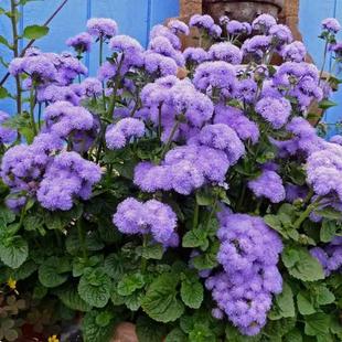 藿香蓟种子一枝香胜红霍香蓟种籽防红蜘蛛阳台盆栽庭院四季可播种