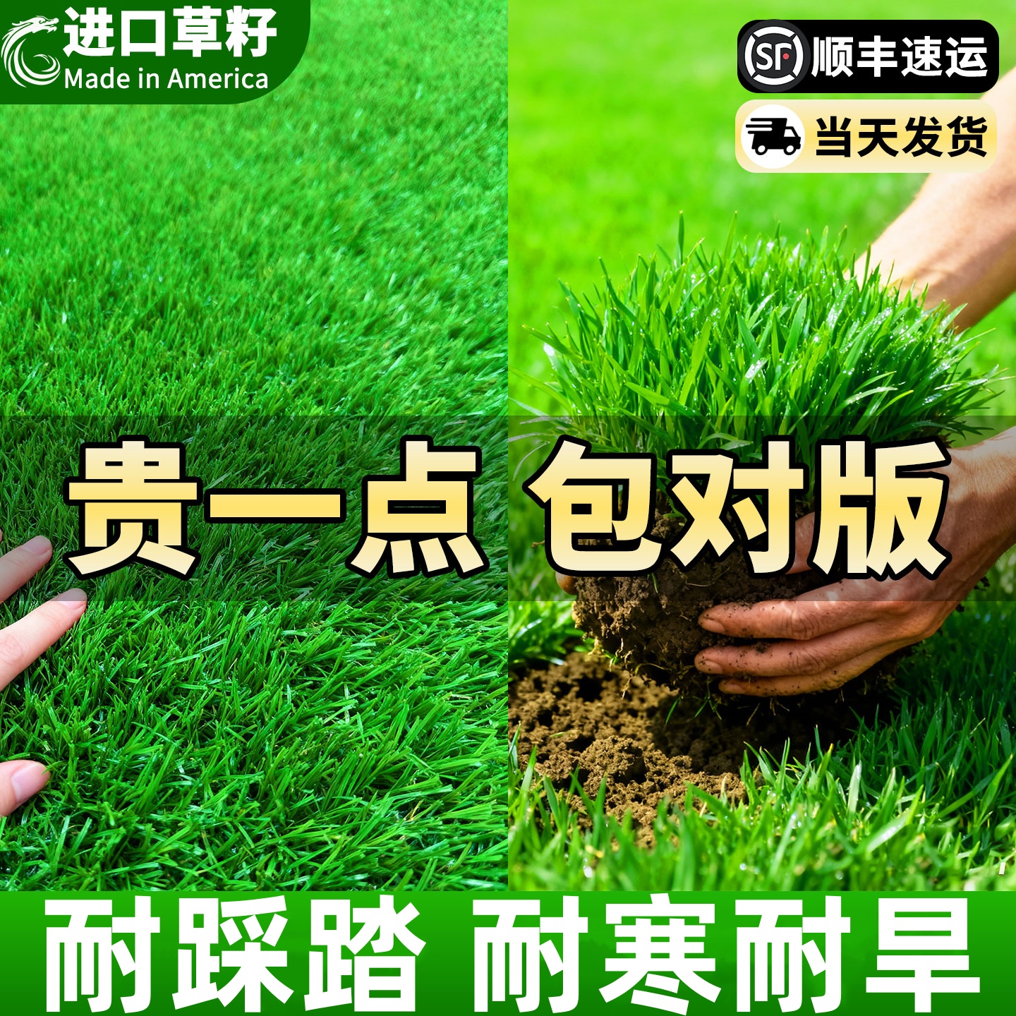 草坪草籽护坡狗牙根四季常青庭院地毯草皮绿化别墅花园