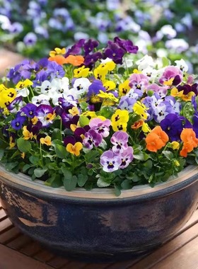 三色堇花种子耐寒花卉四季开花角堇花种籽子庭院阳台盆栽花籽易活