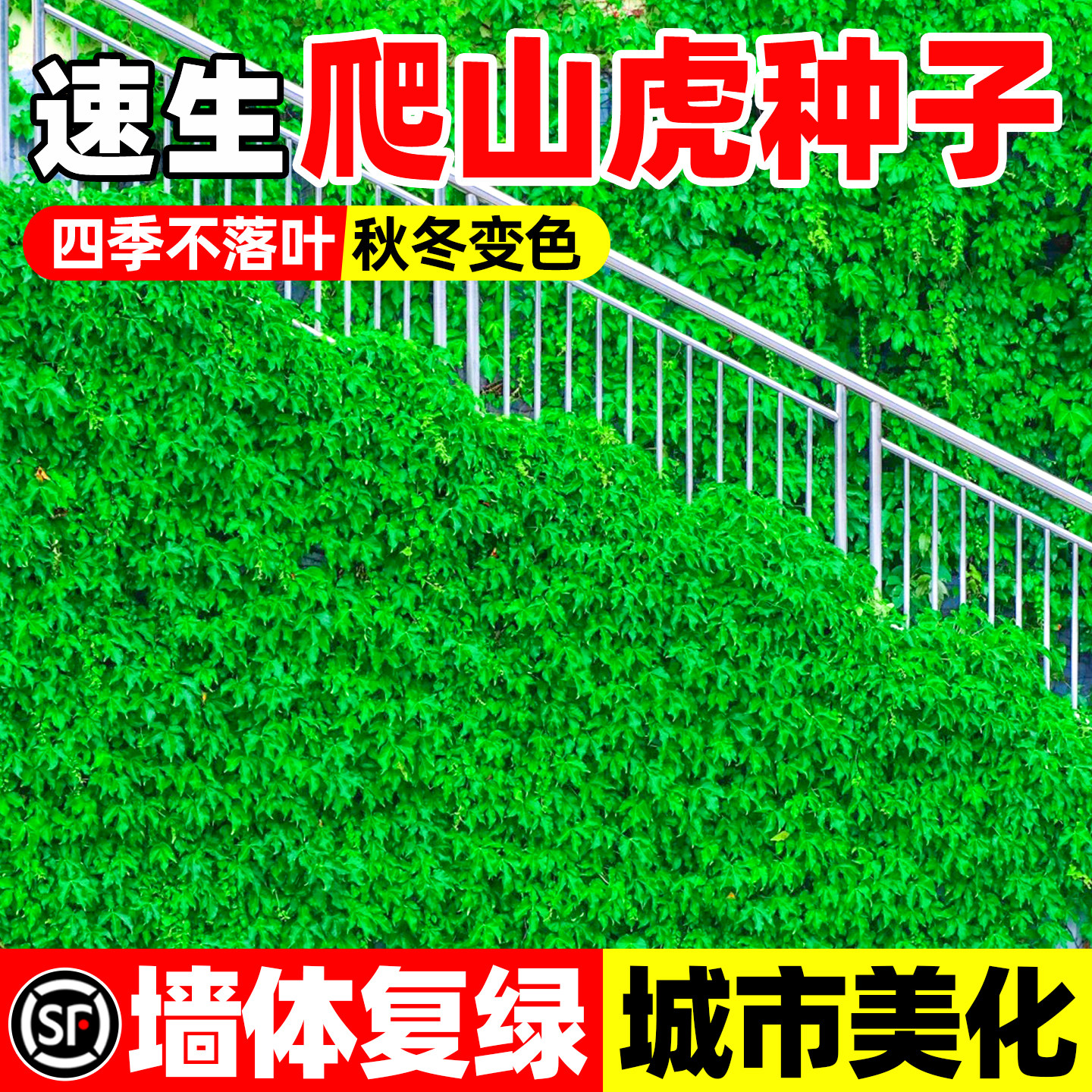 爬山虎种籽爬藤植物护坡固土四季爬墙虎种子三叶五叶复绿草籽