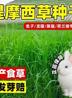 提摩西种子兔子豚鼠荷兰猪龙猫草籽四季多年生牧草种子猫尾草种籽
