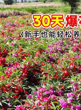 重瓣凤仙花种籽子阳台室外指甲花盆栽太阳花种孑苗四季播种开花风