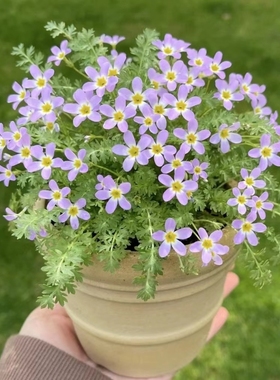 羽叶报春花种籽子孑室内室外四季播种开花盆栽花籽阳台易活花草籽