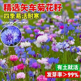蓝色矢车菊花种子庭院景观花海绿化盆栽种籽四季播种开花混色花孑