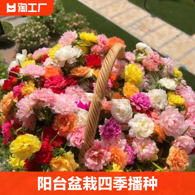 重瓣太阳花种籽子花种孑活花籽盆栽四季播种开花虞美人春天种植