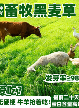 黑麦草种子四季多年生黑麦草籽冬牧70耐寒鱼草种籽畜牧养殖牧草种