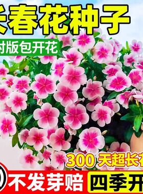 长春花种子五瓣梅花籽四季播种易活庭院景观花海盆栽日日春花卉孑