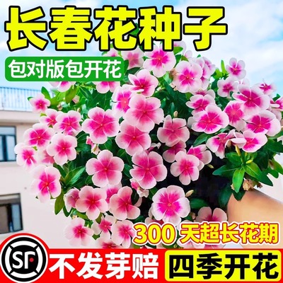 长春花种子五瓣梅花籽四季播种易活庭院景观花海盆栽日日春花卉孑