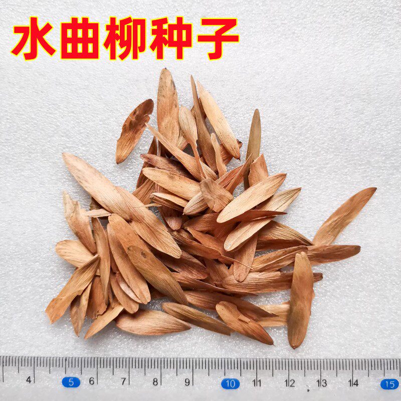 新采收水曲柳种子树苗 优质木材清明柳种子 柳树种子林木种籽包邮