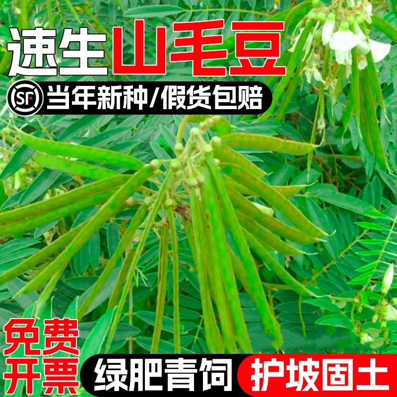 山毛豆种子护坡固土荒山地造林灌木草籽白灰毛豆道路绿化野草种孑