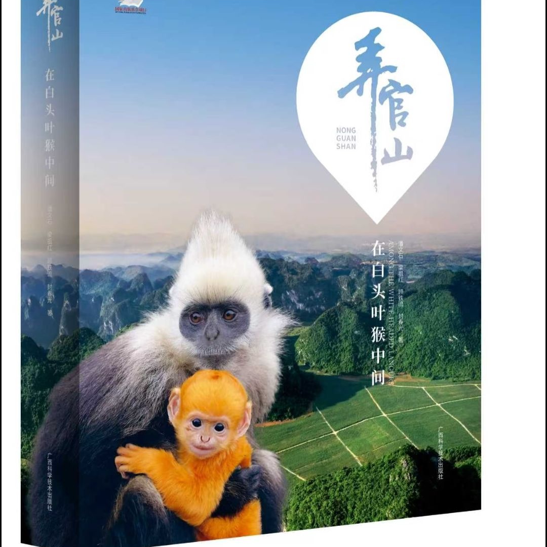 弄官山—在白头叶猴中间大量照片