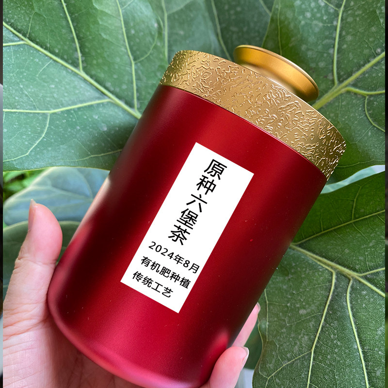 2024年广西原种六堡茶神冠有机肥种植核心产区高山茶