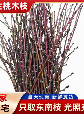 桃树枝婴儿出院宝宝新生的儿新鲜桃枝镇宅挂件床头压惊野生老桃木