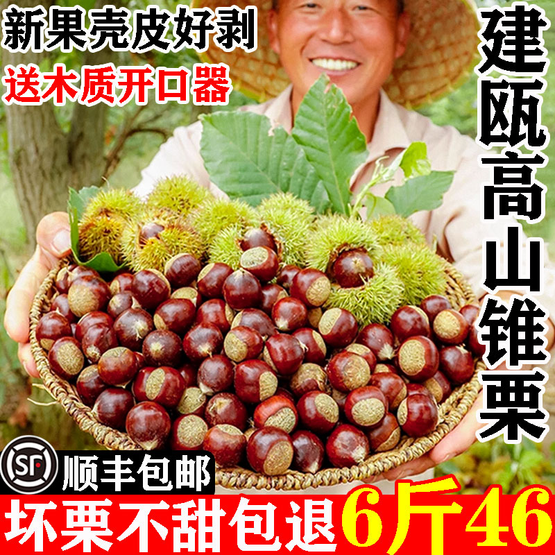 [顺丰包邮]福建建瓯锥栗6斤46