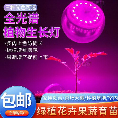绿植花卉上色多肉植物生长灯泡