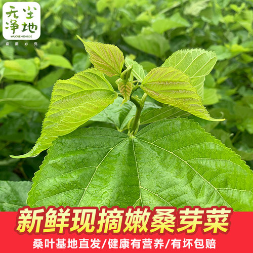 【2斤新鲜桑芽菜】现摘食用嫩桑叶农家酒店特色菜蛋白桑上汤桑苗