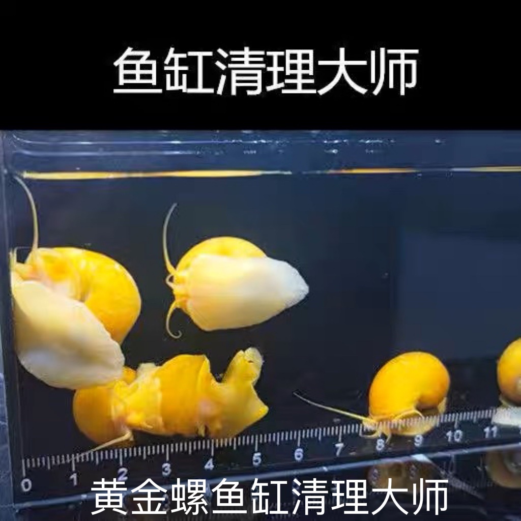黄金螺观赏螺斑马螺活体螺吃鱼龟便便螺包邮清苔污清洁除藻工具螺