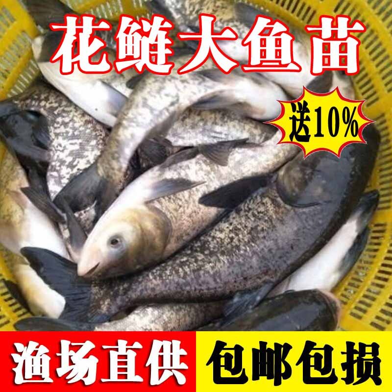 花鲢鱼苗半斤鲢鳙鱼苗淡水好养殖胖头鱼四大家鱼鳊鱼雄鱼大头鱼苗