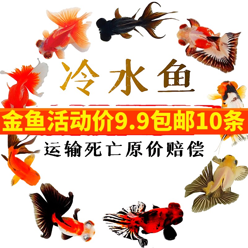 活体观赏鱼冷水鱼金鱼锦鲤淡水鱼鱼苗风水鱼新手鱼龙睛兰寿草金鱼