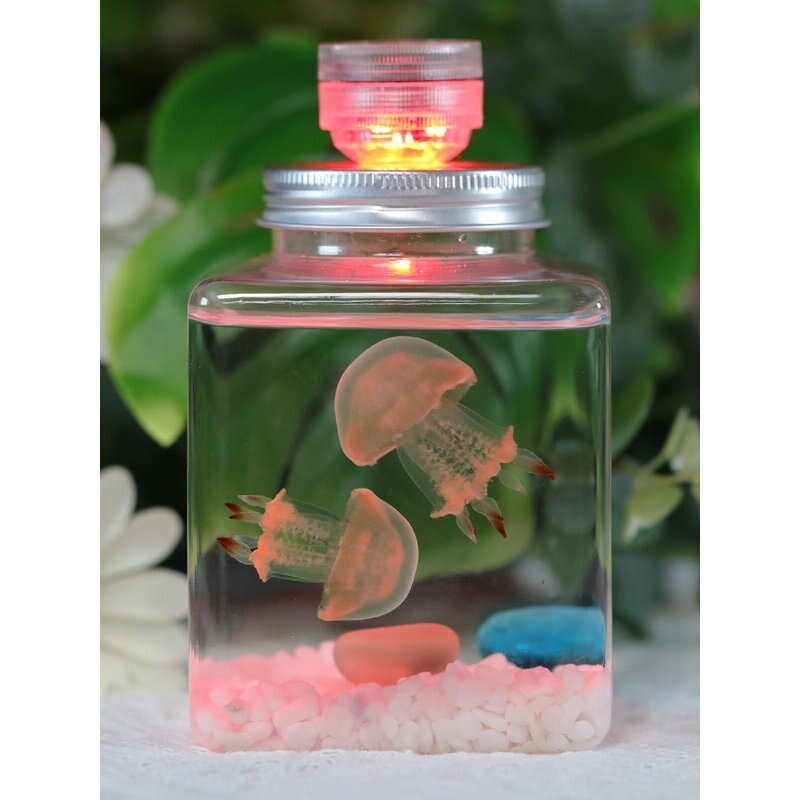 水母活物缸家养好养儿童学生桌面小动物宠物迷你懒人水族箱赤月