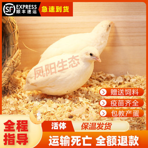 网红宠物鸡活物观赏鸡活体全色系迷你宠物40-60天青年鸡顺丰现货