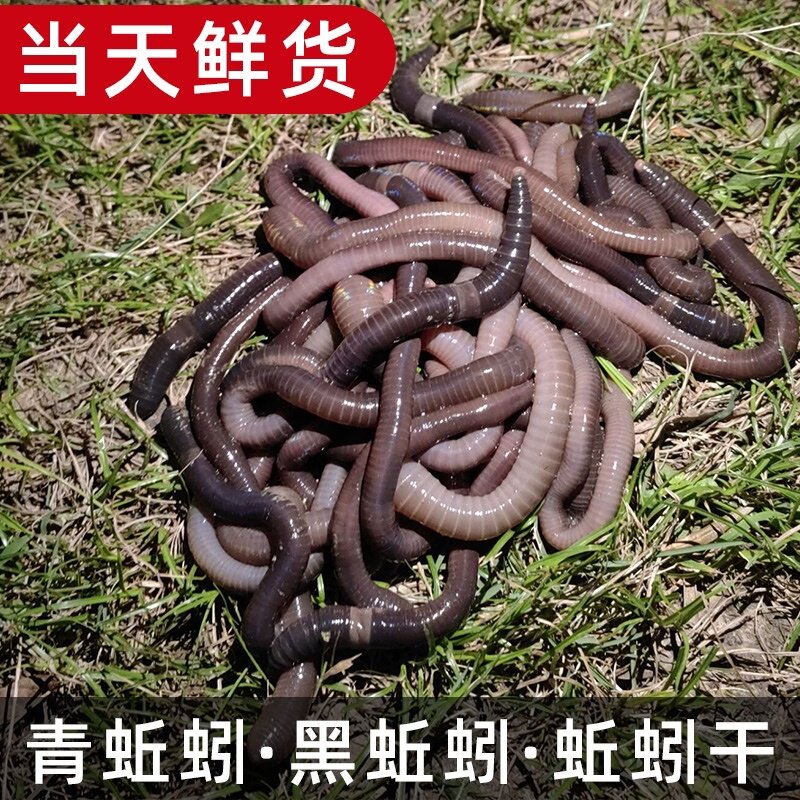 野钓青蚯蚓鲜活黑蚯蚓蚯蚓特大臭蚯蚓地龙松土钓黄鳝蚯蚓钓鱼活饵图片