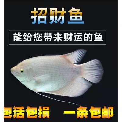 招财鱼战船活体黑眼红眼招财热带观赏鱼大中型风水鱼发财鱼包邮
