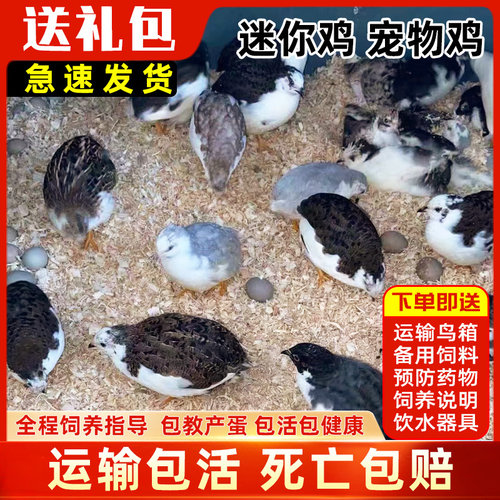 网红宠物鸡活物观赏鸡活体全色系迷你宠物40-60天青年鸡保暖发货