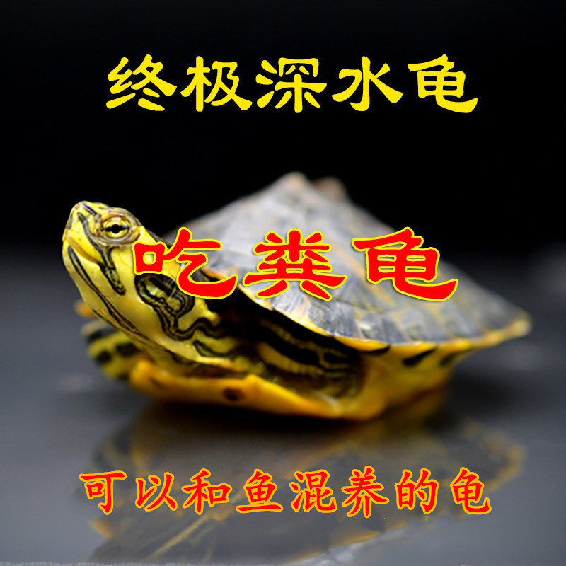 深水龟黄耳龟吃粪龟鱼缸混养侧劲龟/鳖