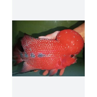 罗汉鱼苗活体起头大苗亚成泰国火凤凰金花珍珠热带鱼观赏鱼包邮