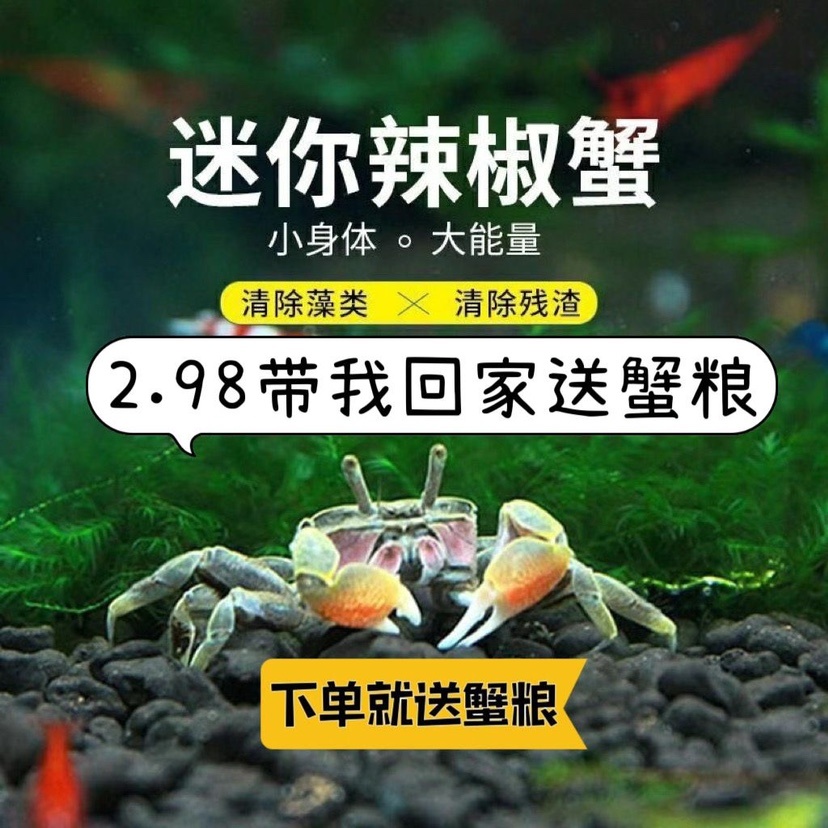 迷你辣椒蟹宠物蟹樱桃蟹深水养观赏蟹活体水族淡水宠物鱼缸小螃蟹