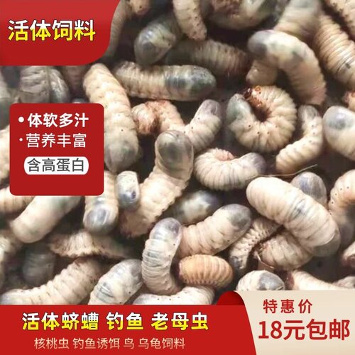 钓鱼诱饵饲料活体野钓蛴螬老母虫野钓乌龟鸟饲料