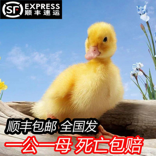 柯尔鸭活物小鸭子活宠物网红小黄鸭可达鸭活的小鸭子宠物幼崽活苗