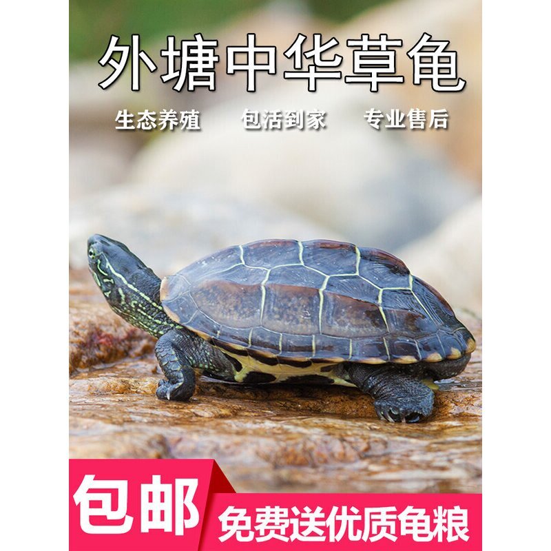 中华草龟活物外塘大小乌龟活体长寿金线龟宠物巴西水龟龟蛋墨龟苗