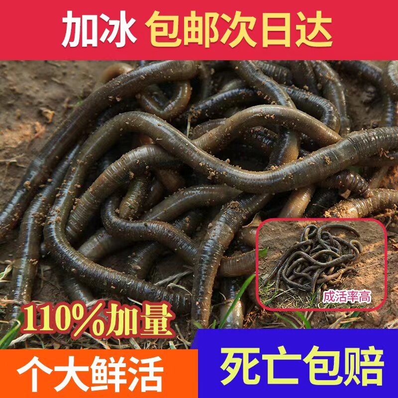 活体青蚯蚓鲜活黑蚯蚓钓黄鳝蚯蚓特大臭蚯蚓地龙松土蚯蚓钓鱼活饵图片