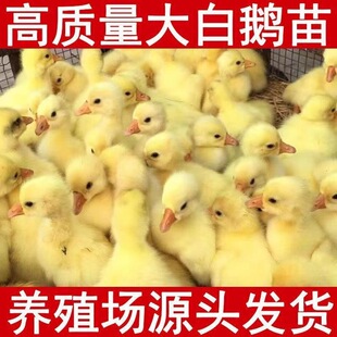 正宗大鹅活苗大白鹅活苗鹅苗鹅蛋鹅仔鹅种鹅活苗鹅蛋鹅仔鹅种鹅活