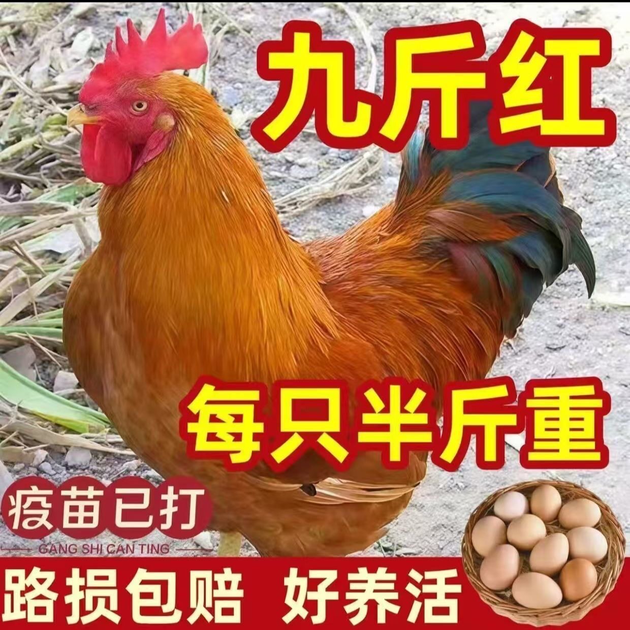 半斤重纯种九斤红鸡苗九斤红活苗九斤黄脱温鸡苗大种红公鸡苗活体