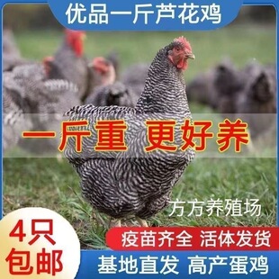 半斤正宗黑芦花鸡绿壳蛋鸡汶上芦花鸡黑芦花鸡苗下蛋鸡母鸡脱温鸡