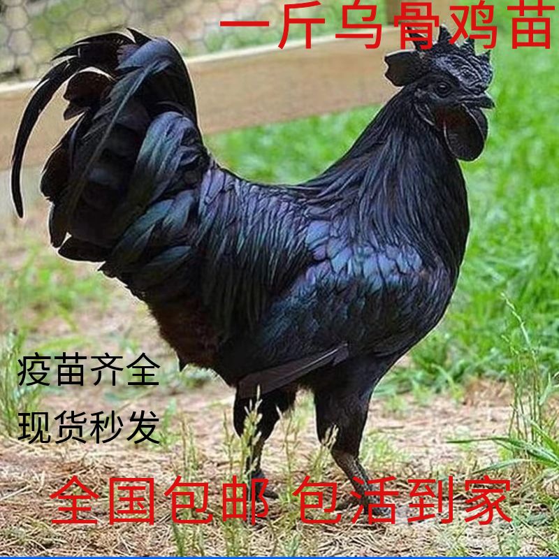 一斤黑乌鸡活体1斤乌骨鸡苗大种特种畜禽种苗
