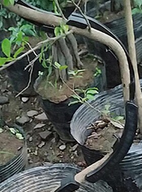 10x Fruit trees twisting branches new bonsai with curved to