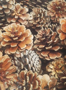 Mini Decorative Pinecone Pine Cones Pinecone For Christmas T