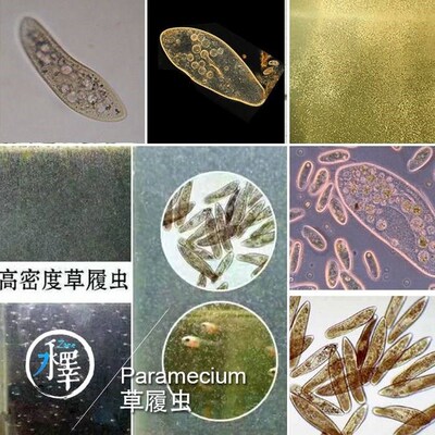 Big HuiShui paramecium living larvae feed opening观赏鱼饲料