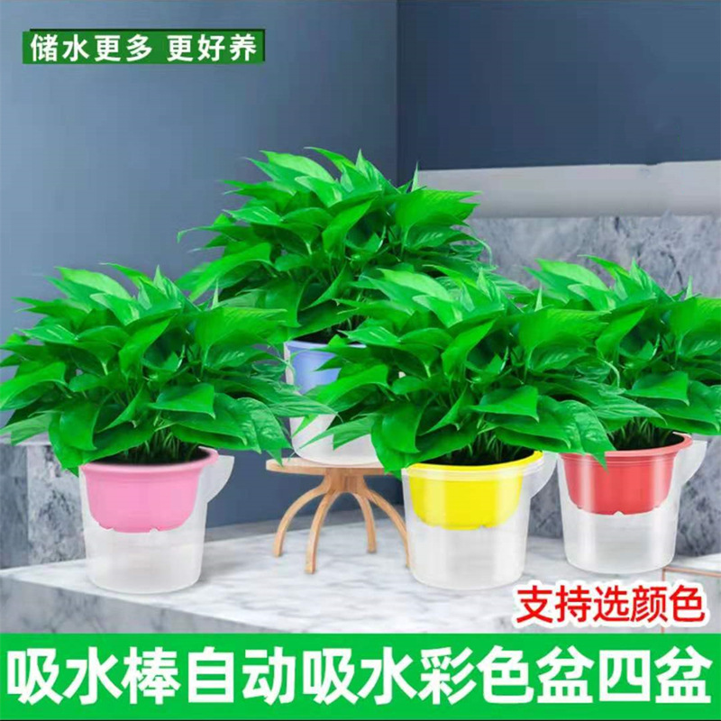 绿萝盆栽绿植鲜活植物水培绿萝小绿箩大叶长藤