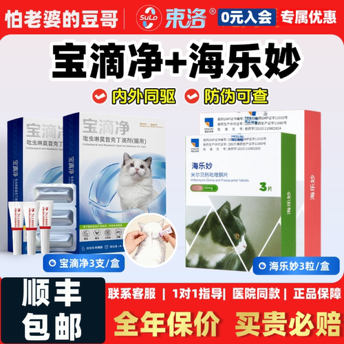 怕老婆的豆哥束洛宝滴净海乐妙